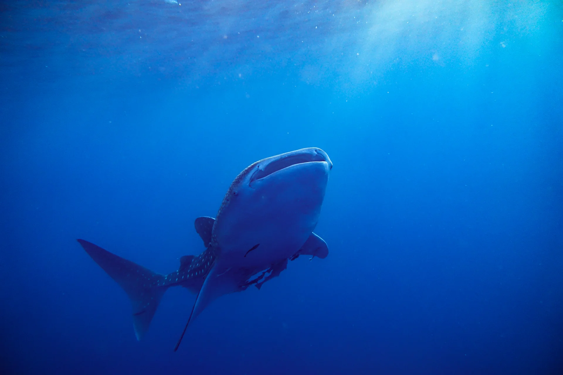 Whale Sharks of Saleh Bay