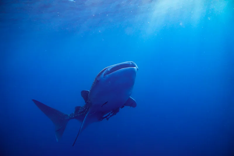 Whale Sharks of Saleh Bay