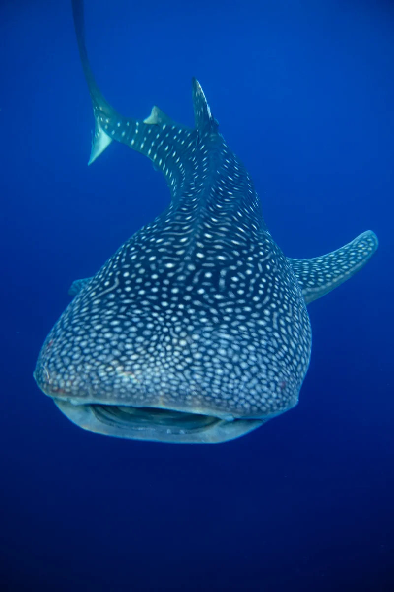 Whale Sharks of Saleh Bay