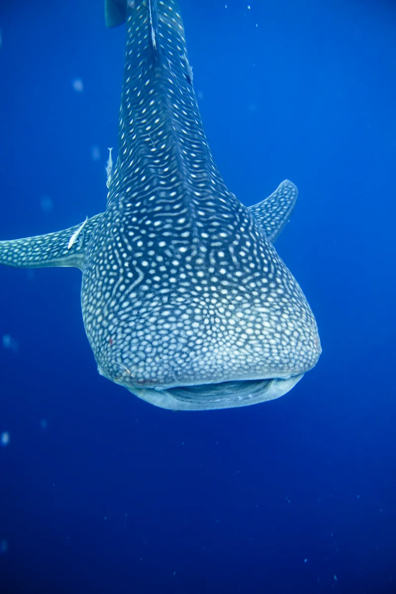Whale Sharks of Saleh Bay