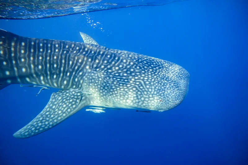 Whale Sharks of Saleh Bay