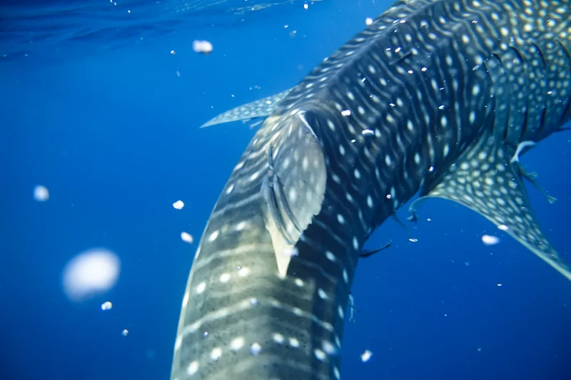 Whale Sharks of Saleh Bay