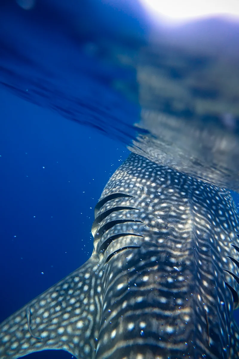 Whale Sharks of Saleh Bay