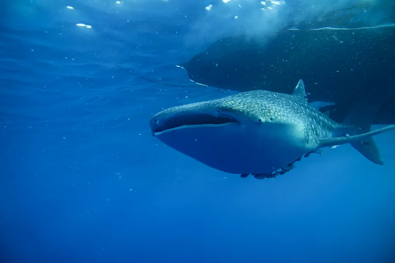 Whale Sharks of Saleh Bay