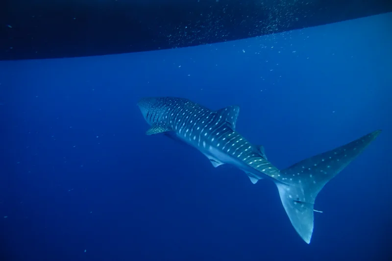 Whale Sharks of Saleh Bay