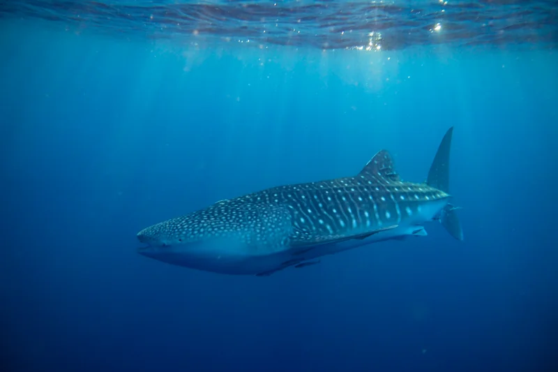 Whale Sharks of Saleh Bay