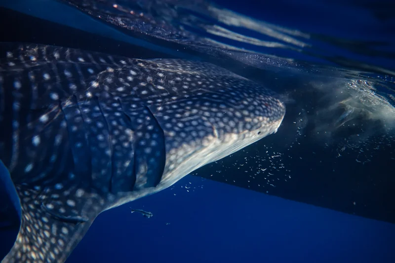 Whale Sharks of Saleh Bay