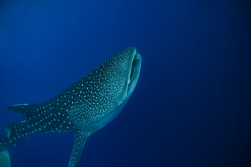 Whale Sharks of Saleh Bay