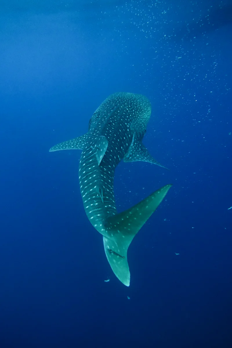 Whale Sharks of Saleh Bay