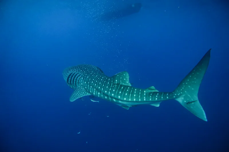 Whale Sharks of Saleh Bay