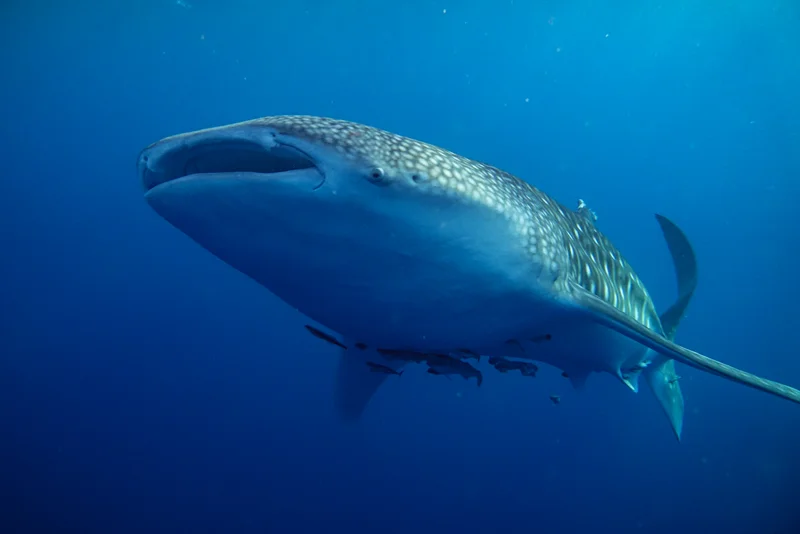 Whale Sharks of Saleh Bay