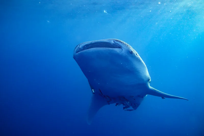 Whale Sharks of Saleh Bay