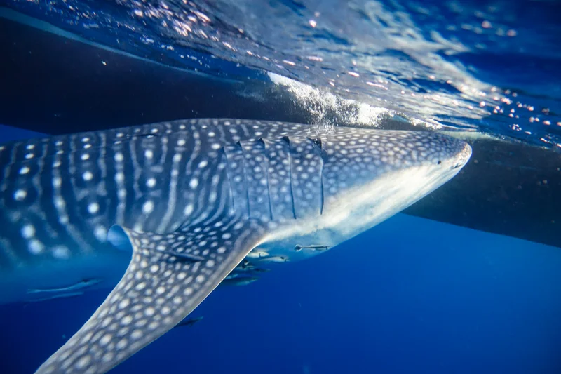 Whale Sharks of Saleh Bay