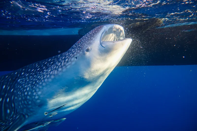 Whale Sharks of Saleh Bay