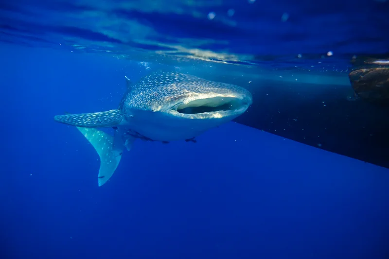 Whale Sharks of Saleh Bay