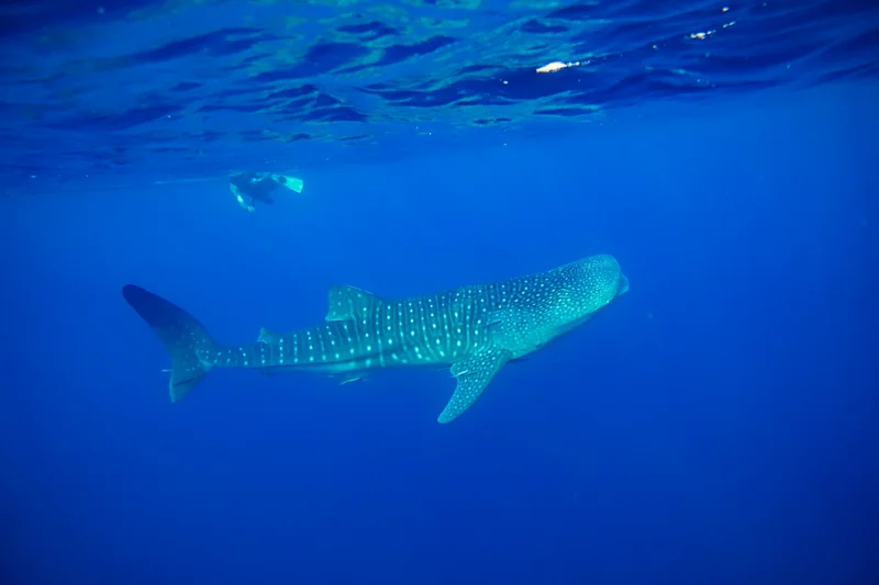 Whale Sharks of Saleh Bay
