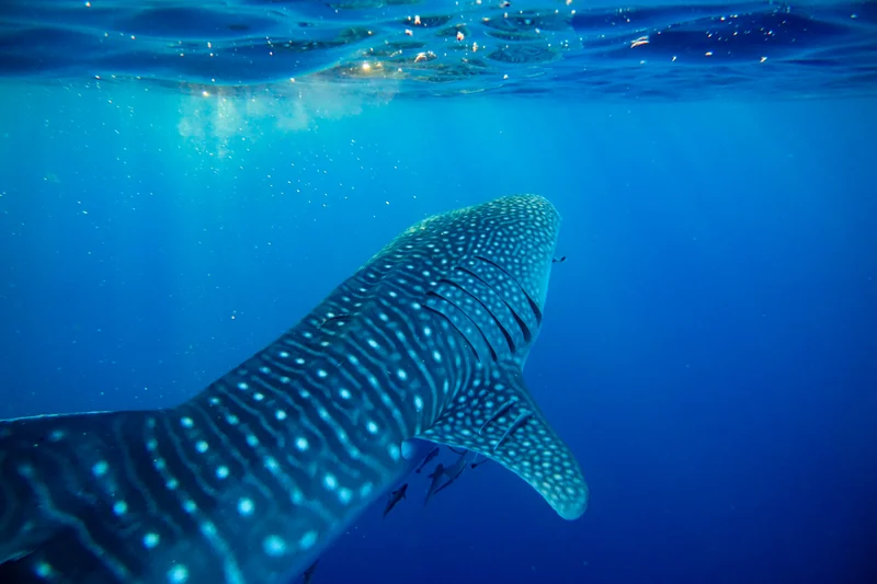 Whale Sharks of Saleh Bay
