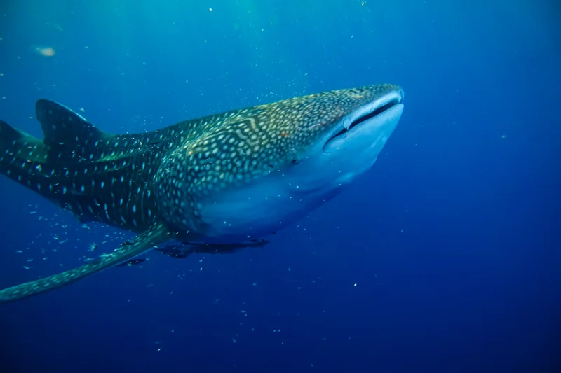 Whale Sharks of Saleh Bay