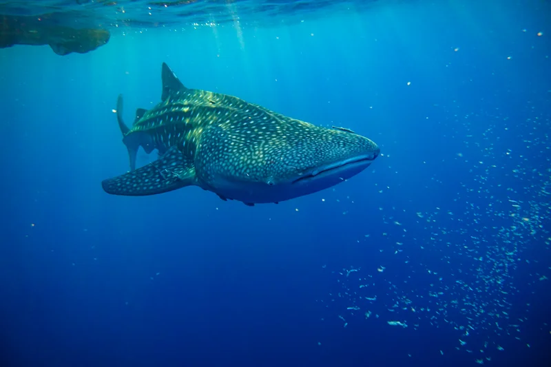 Whale Sharks of Saleh Bay