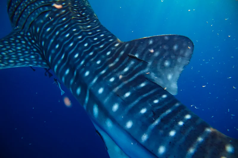 Whale Sharks of Saleh Bay