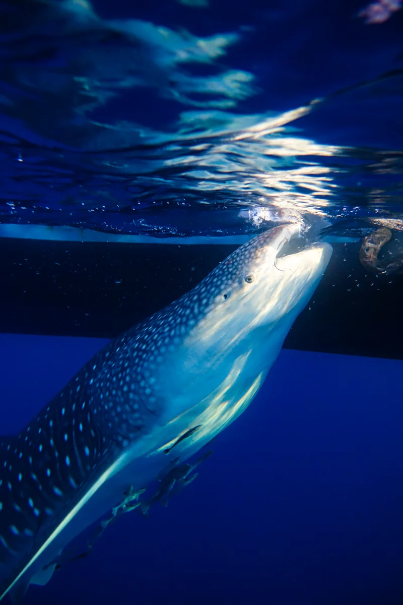 Whale Sharks of Saleh Bay