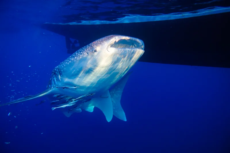 Whale Sharks of Saleh Bay