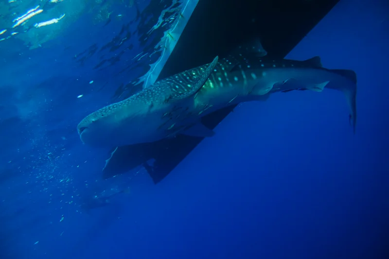 Whale Sharks of Saleh Bay