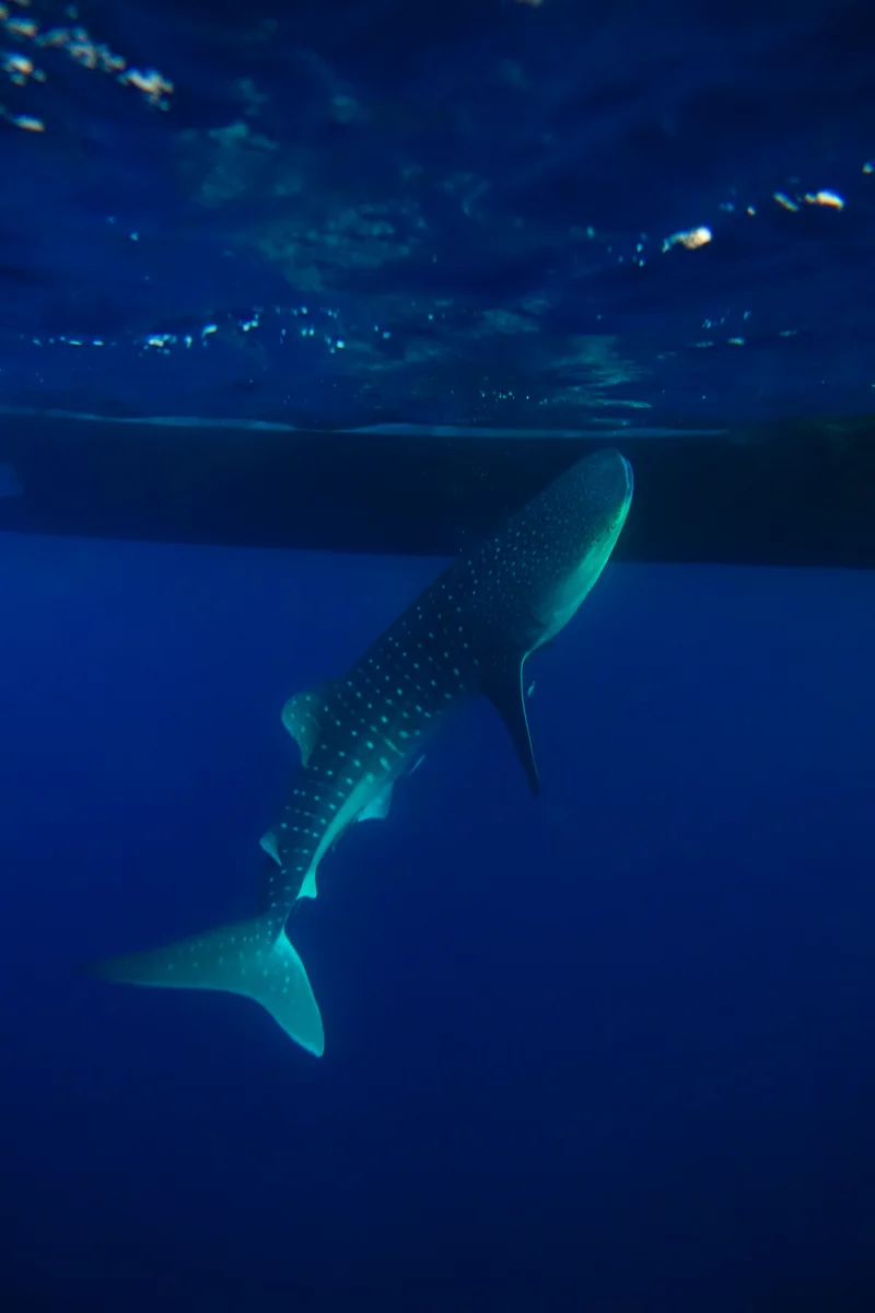 Whale Sharks of Saleh Bay