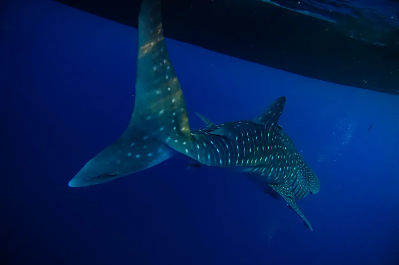 Whale Sharks of Saleh Bay