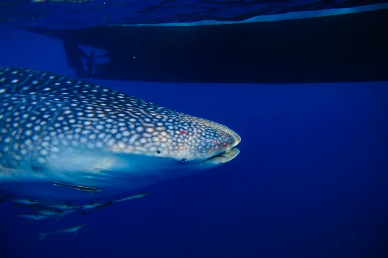Whale Sharks of Saleh Bay