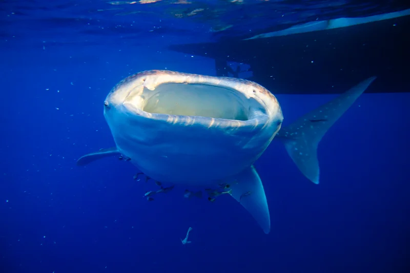 Whale Sharks of Saleh Bay