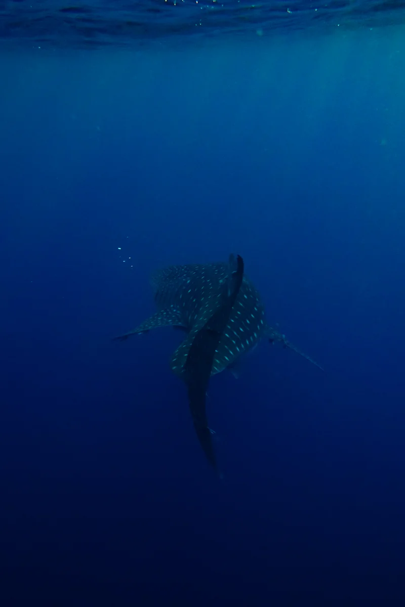 Whale Sharks of Saleh Bay