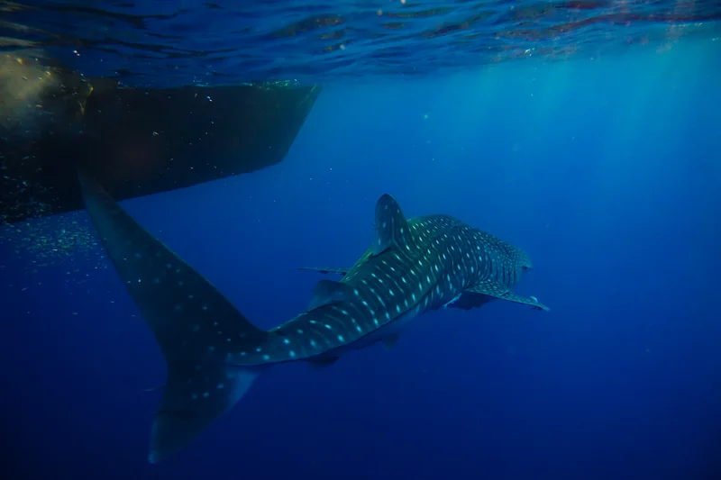 Whale Sharks of Saleh Bay