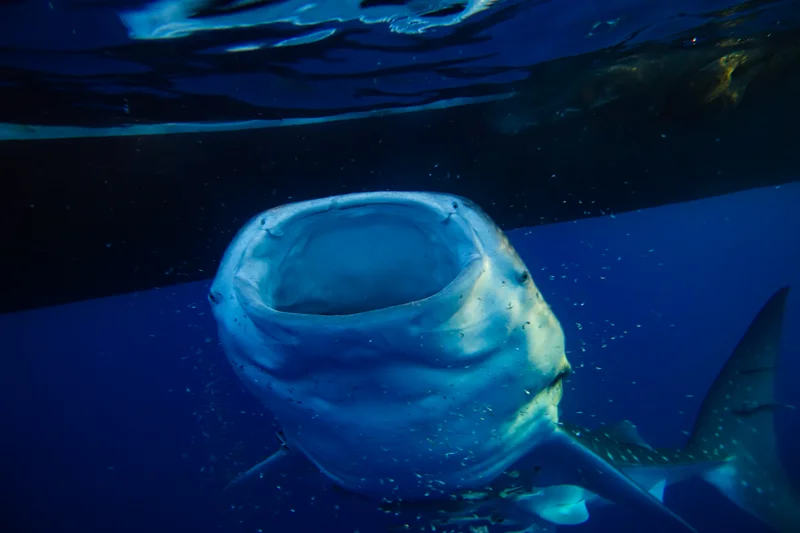 Whale Sharks of Saleh Bay