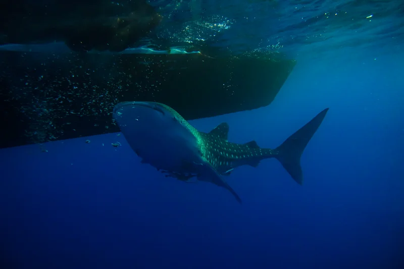 Whale Sharks of Saleh Bay