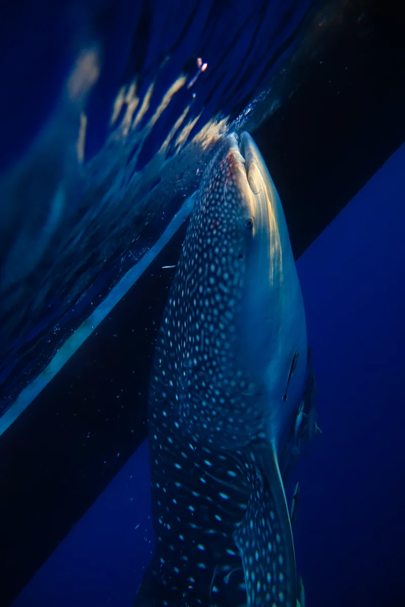 Whale Sharks of Saleh Bay
