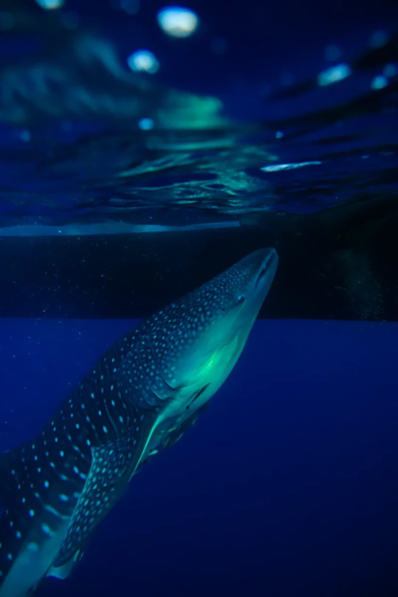 Whale Sharks of Saleh Bay