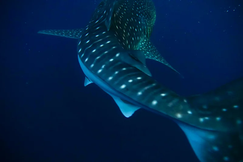 Whale Sharks of Saleh Bay